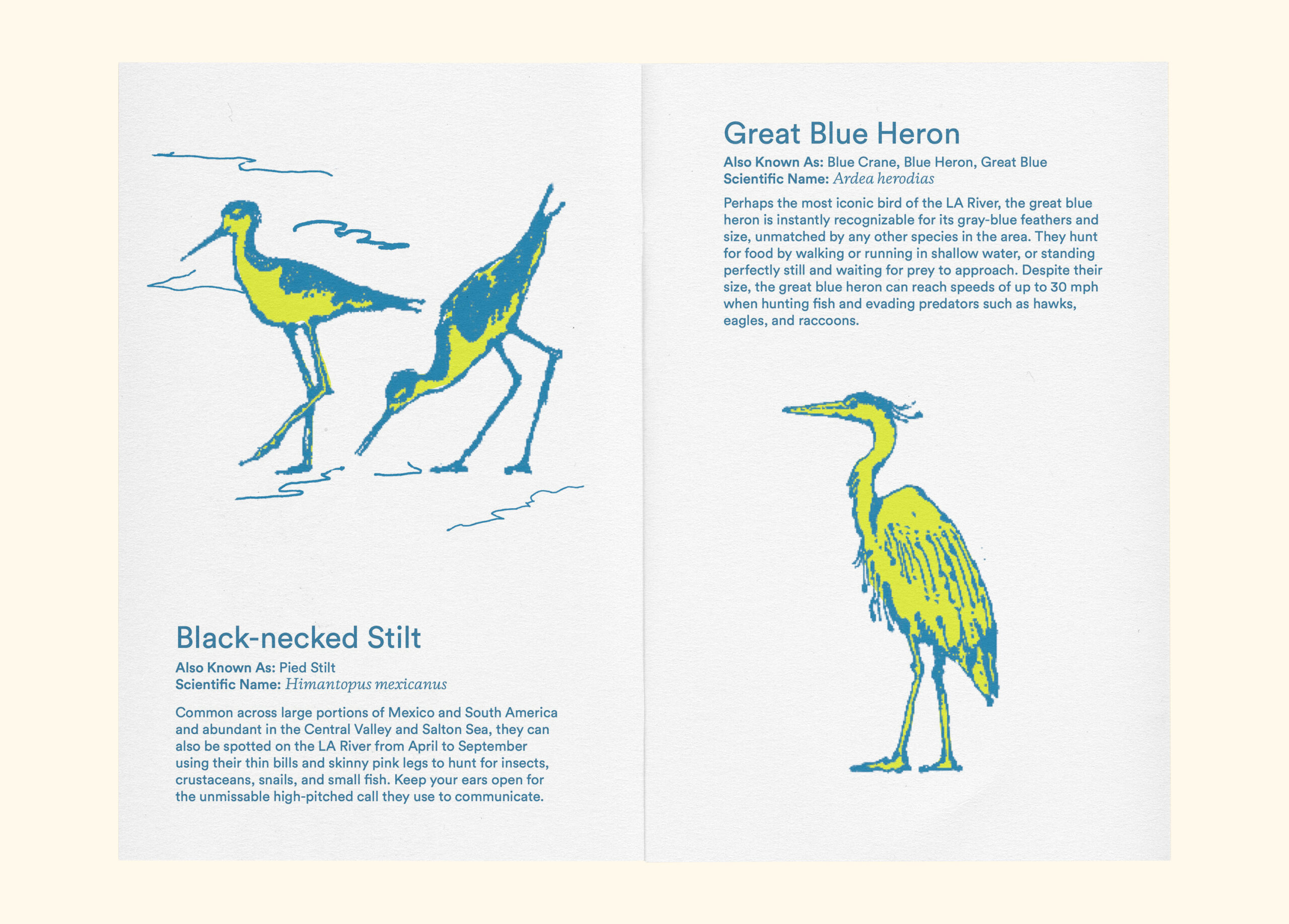 Animals of The LA River - Image 2